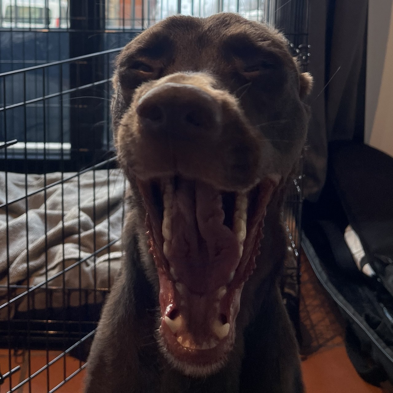 Leia — Design Director